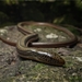 Ceron's Glass Lizard - Photo (c) Juan Ma Contortrix, some rights reserved (CC BY-NC), uploaded by Juan Ma Contortrix