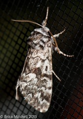 Panthea acronyctoides