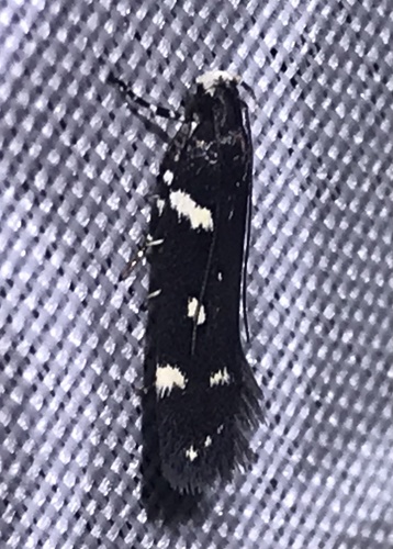 Six-spotted Aroga Moth photo 4