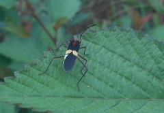 Hypselonotus interruptus