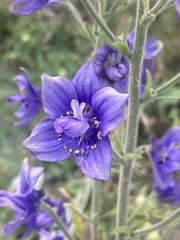 Staphisagria macrosperma, photograph John Kenrick Gibson, CC0, iNaturalist via GBIF