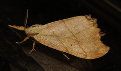 Drepana bilineata