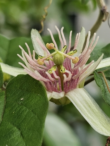 Image of Passiflora rubra by (c) ritirene, some rights reserved (CC BY)