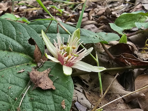 Image of Passiflora rubra by (c) ritirene, some rights reserved (CC BY)