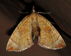 Eulithis testata