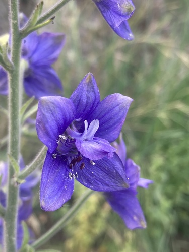Staphisagria macrosperma, photograph 4