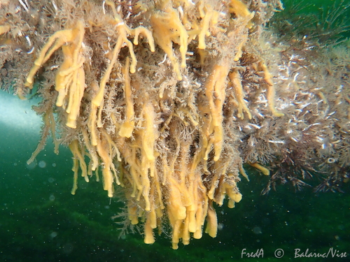 Halichondria bowerbanki Burton, 1930