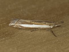 Crambus sperryellus