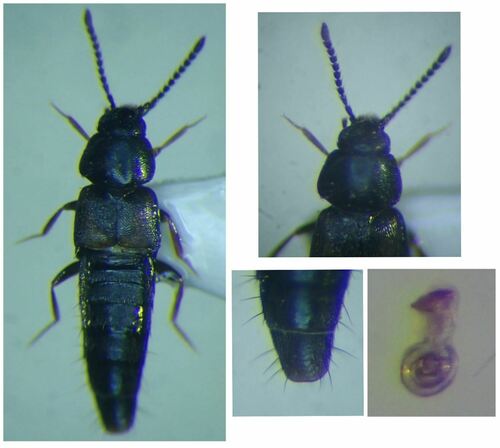 Atheta melanaria