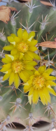 Image of Ferocactus alamosanus by no rights reserved