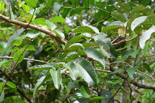 Duabanga (Duabanga moluccana)