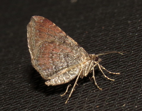 Gem Moth photo 3