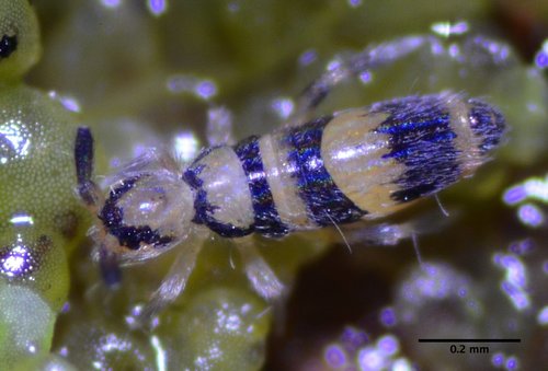 Entomobrya triangularis