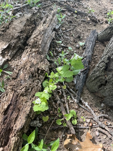 garlic mustard