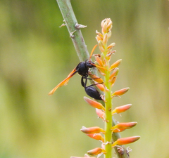 Delta pyriforme philippinense