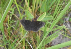 Viola egra