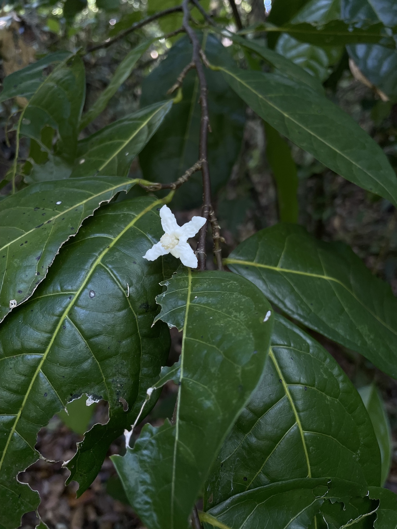 Quararibea turbinata
