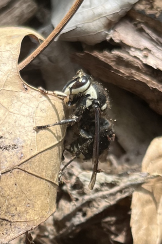 Bald-faced Hornet