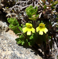Euphrasia cockayneana