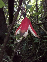 Passiflora rovirosae