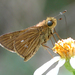 Obscure Skipper - Photo (c) Roger Rittmaster, some rights reserved (CC BY-NC), uploaded by Roger Rittmaster