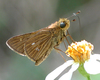 Obscure Skipper - Photo (c) Roger Rittmaster, some rights reserved (CC BY-NC), uploaded by Roger Rittmaster