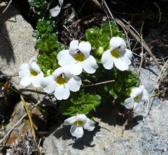 Euphrasia petriei