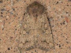 Protorthodes curtica