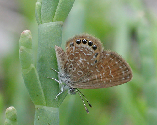 Eastern Pygmy-Blue photo 3