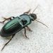 Harpalus - Photo (c) rionnaanderson, some rights reserved (CC BY-NC)