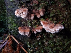 Gloiodon occidentalis