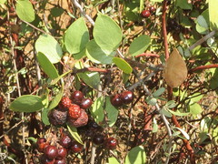 Arctostaphylos patula