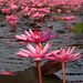Red Water Lily - Photo (c) Татьяна Химера, some rights reserved (CC BY-NC), uploaded by Татьяна Химера