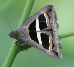 Grammodes geometrica