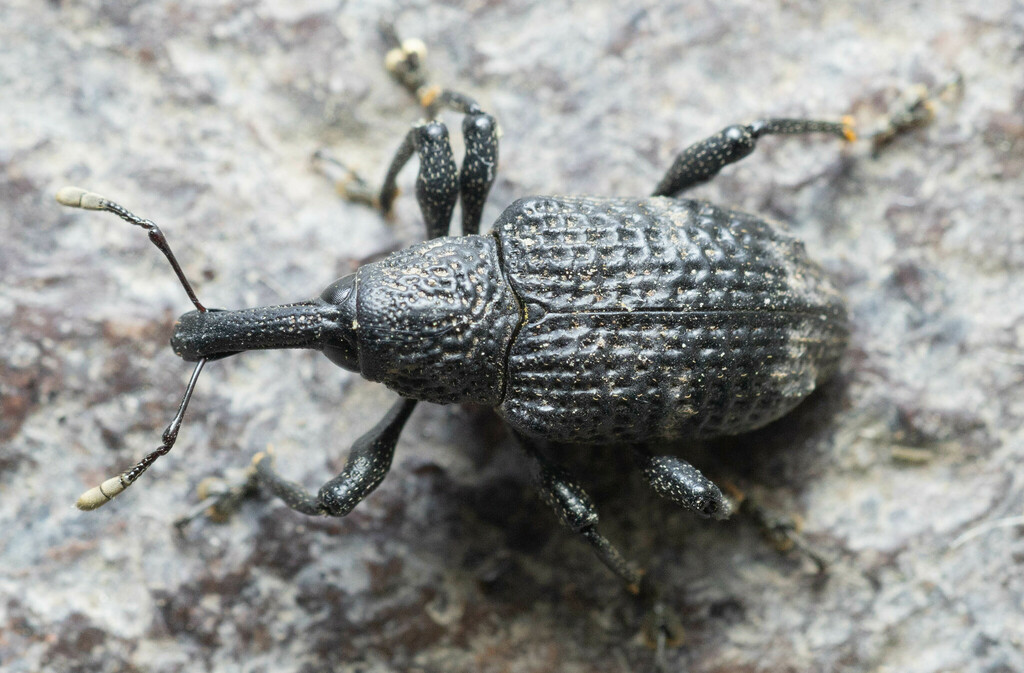 Aclees taiwanensis