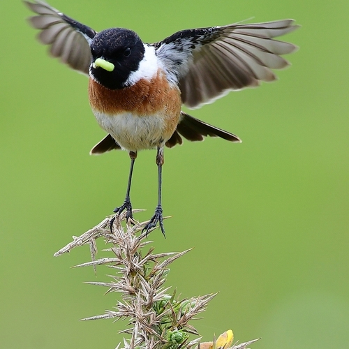 Tarabilla europea (Saxicola rubicola)