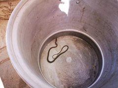 Masticophis fuliginosus