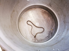 Masticophis fuliginosus