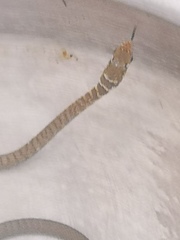 Masticophis fuliginosus