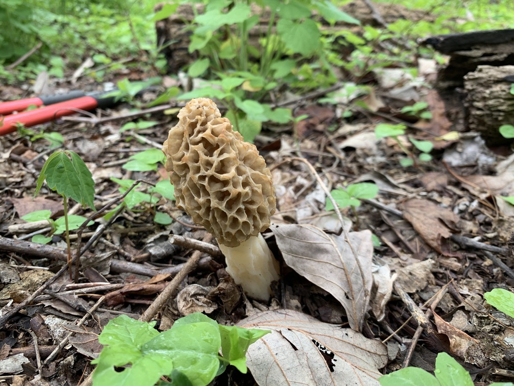 true morels from Staten Island, New York, NY, US on April 27, 2023 at