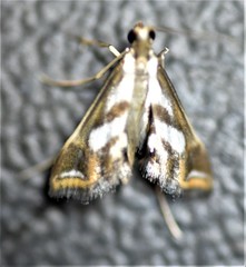 Chrysendeton imitabilis