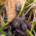 Giant Sweet Potato Bug - Photo (c) Sean McCann, some rights reserved (CC BY-NC-SA)