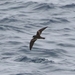 Chapman's Storm-Petrel - Photo (c) Tom Benson, some rights reserved (CC BY-NC-ND)