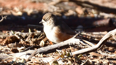 Aphelocephala leucopsis