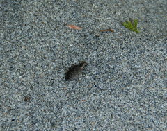 Opisthius richardsoni