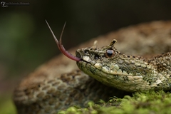 Emerald Horned Pitviper photo 1