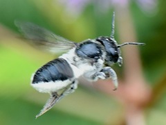 Megachile conjuncta
