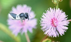 Megachile conjuncta