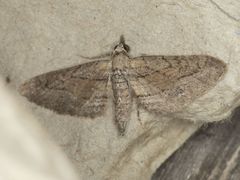 Eupithecia placidata