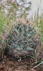Coryphantha robustispina scheeri